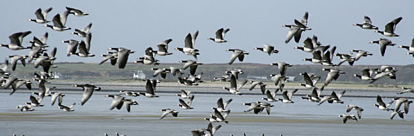 barnacle geese