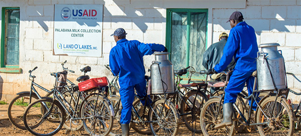 buffalo bikes with milk churns