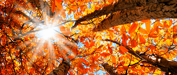 autumn/fall