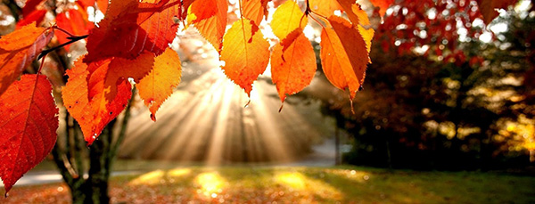 the autumn dilemma