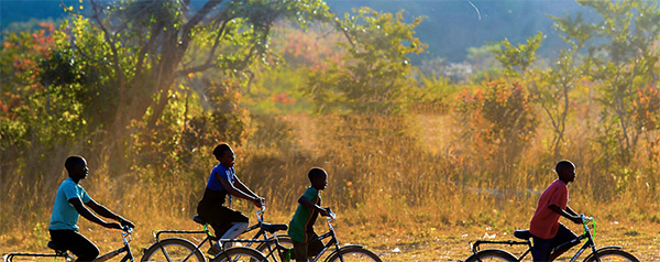 buffalo - world bicycle relief