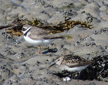 #rubbishbirdingwithbrodie