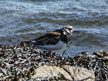 #rubbishbirdingwithbrodie