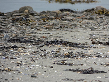 #rubbishbirdingwithbrodie