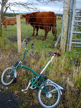 cattle