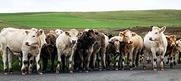 cows on the road