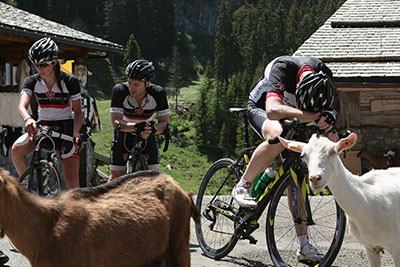 cervo rosso at three