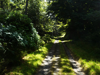challenge limus cyclocross open tubulars