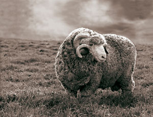 merino sheep