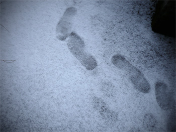 snow