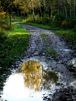 bridgend woods