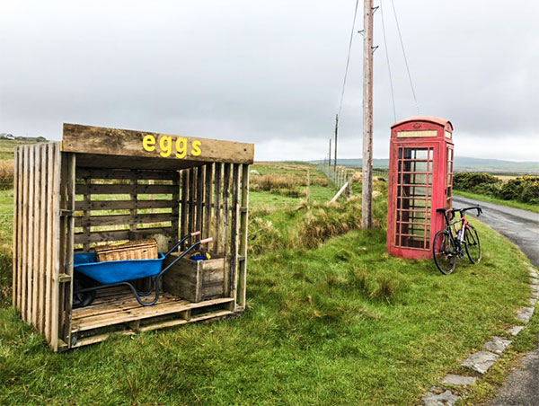 eggs for sale