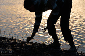 maputo mangrove, mozambique