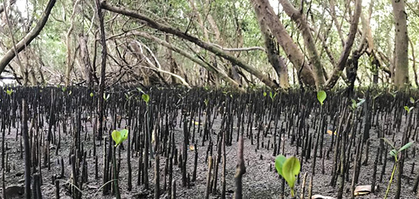 tree planting in mozambique