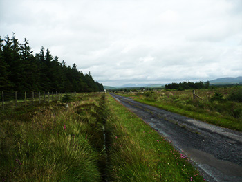 abattoirenberg forest