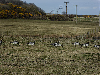 barnacle geese