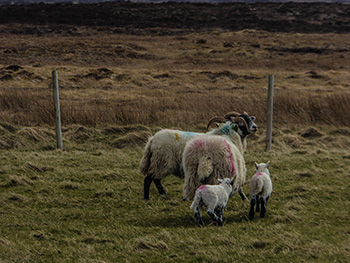lambs