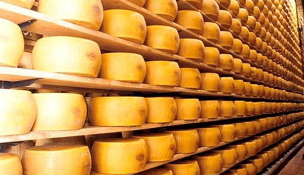 parmigiano reggiano museum