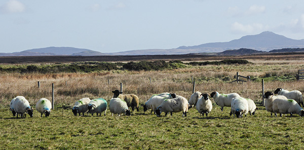 prendas peugeot l/s jersey