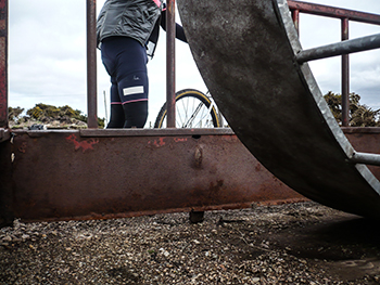 rapha brevet bibshorts