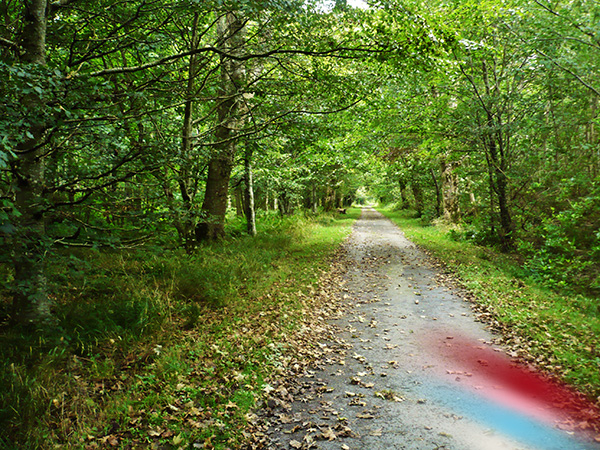 bridgend woods