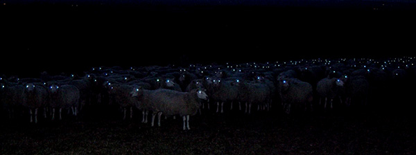 sheep in the dark