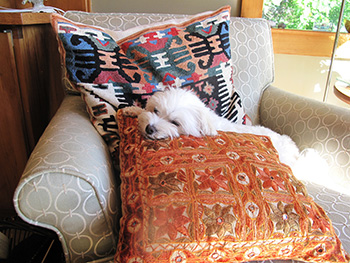 richard sachs cyclocross team