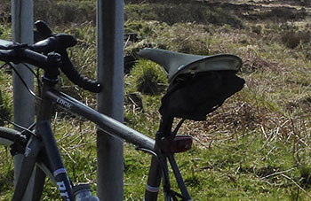 brooks cambium organic light saddle