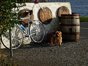 shand cycles skinnymalinky