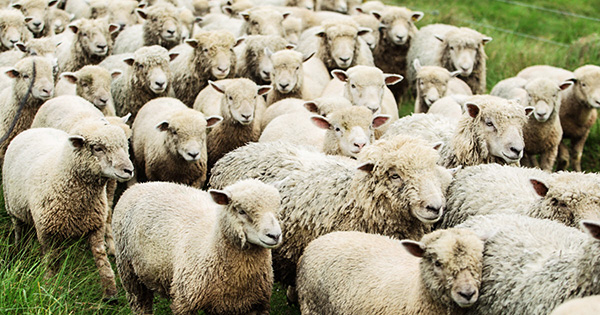 flock of sheep