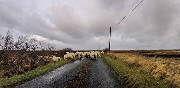 sheep in the road