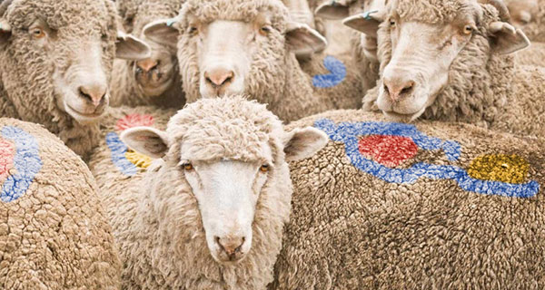 sheep