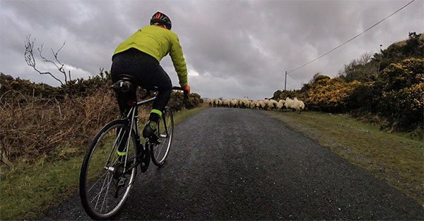 shepherding