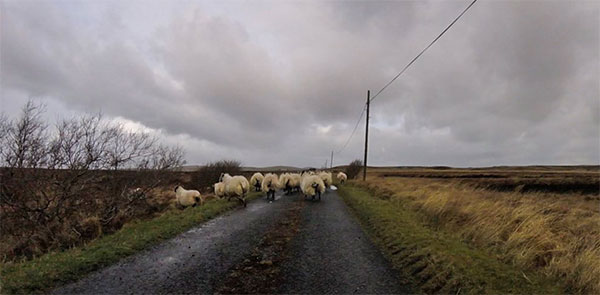 shepherding
