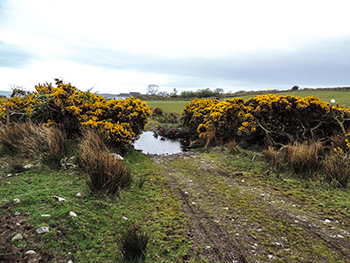 the lost panini of proaig