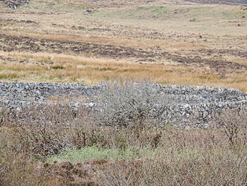 the lost panini of proaig