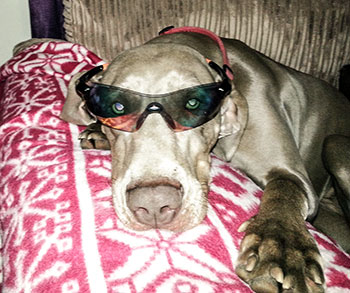 sunwise hastings sunglasses