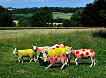 tour sheep