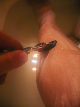 ursa major musketeer traveler set