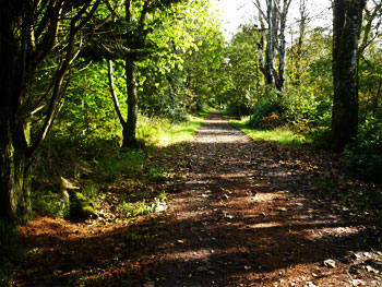bridgend woods