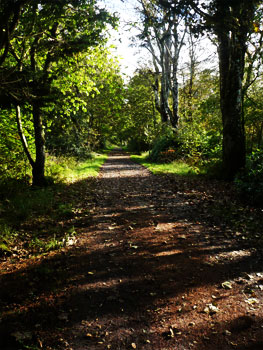 bridgend woods