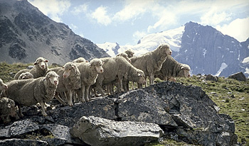 merino sheep