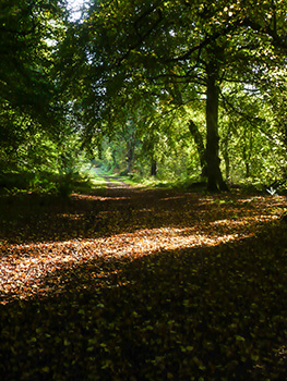 bridgend woods